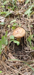 в лес по грибы, ягоды и травы )