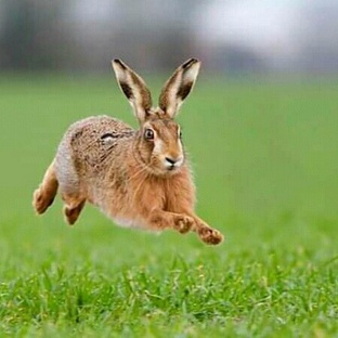 Заяц: не просто пугливый зверёк — удивительные факты из жизни