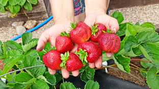 Как вырастить большой урожай клубники. 