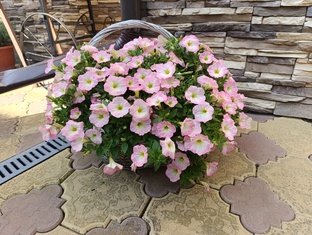 Петунии и другие цветы из семени и черенка