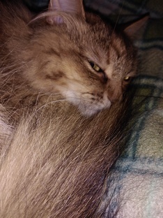 Как Маня оказалась у нас дома 🤗😻. 