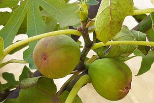 Инжир и другие экзоты