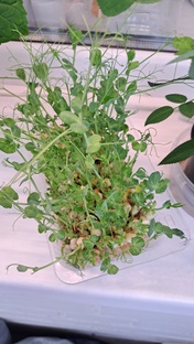 Огород на подоконнике