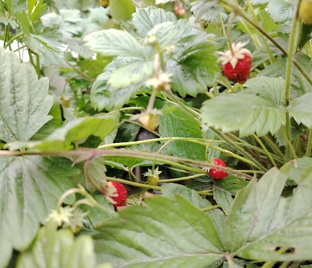 Земляника / Клубника