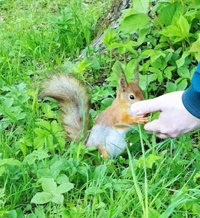 Живой питерский уголок