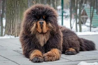 Сибирские породы