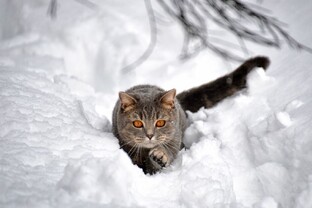 Зимние котоматрицы