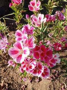 Деревня 🏡Лето☀️Каникулы👍