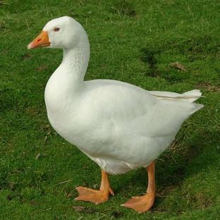 Гусь: не просто птица, а гений перьевого мира