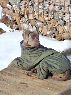 Веймаранер Байкал