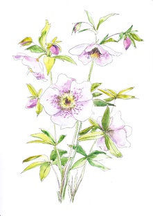 полезное про растения