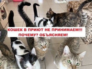КОШЕК В ПРИЮТ НЕ ПРИНИМАЕМ
