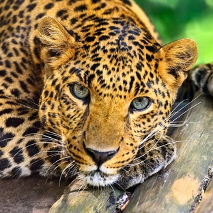 Леопард: тайны самого скрытного хищника планеты