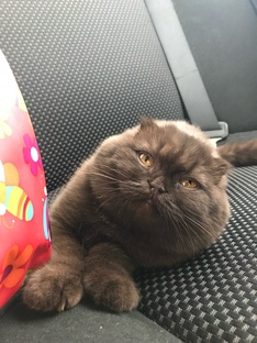 Усы, лапы и хвост — вот мои документы! 😹