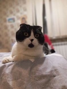 Чистота и Уголёк