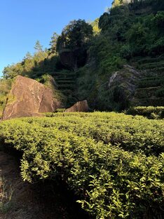 Эксклюзивный чай с плантаций 