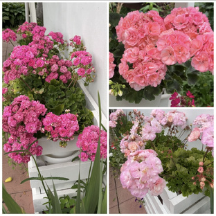 Пеларгонии PRO