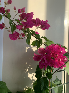 КОМНАТНЫЕ РАСТЕНИЯ 🪴