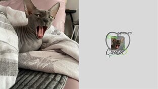 Мули от Симули