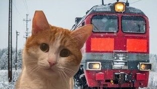 Кот Твикс и враньё проводницы