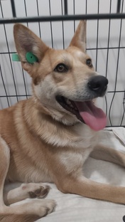 Симба - золотая собака из приюта