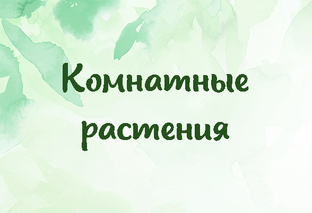 Комнатные растения