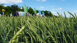 Дни поля Agrobook