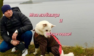 Большие видео с Таксой и Волчарой