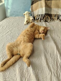 Кот Баюн. 