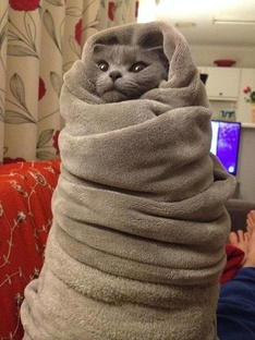 Смешные животные