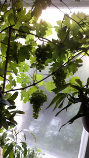 Виноград на подоконнике