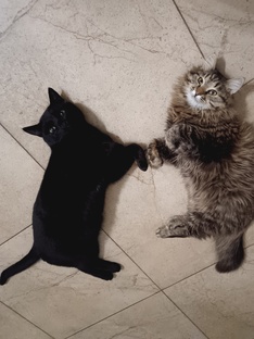 Мои любимые котики!