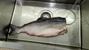 Из РЫБЫ и ПРО рыбу