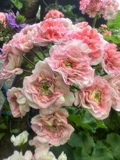 Коллекция пеларгоний