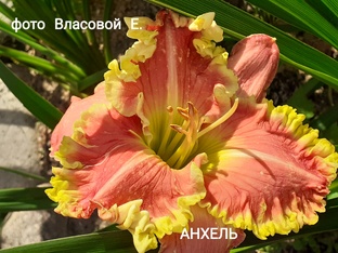 лилейники сада Елены Власовой