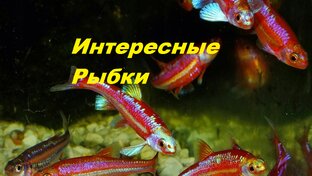 Необычное но Популярное
