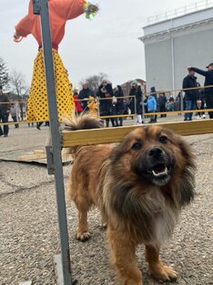 Истории о животных