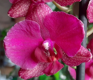 Орхидея-13.8-мимАртовик,(2025)