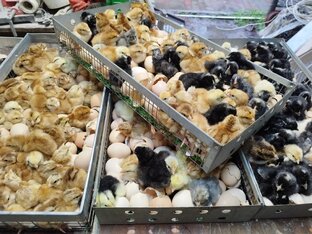 Инкубация и инкубаторы