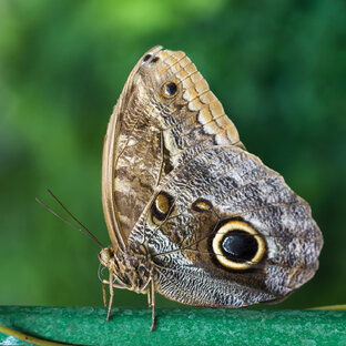 Интересные факты про насекомых