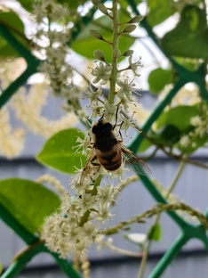 Сад-огород🌱