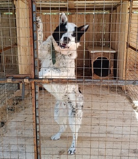 Миша с рынка 