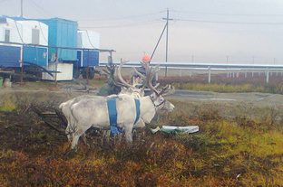 до и после