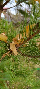 МОИ РИФМОСТРОЧКИ