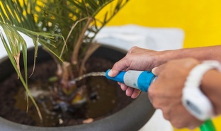 Профилактика и лечения растений от болезней и вредителей.