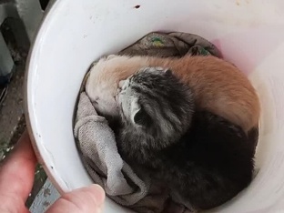 Котята с остановки