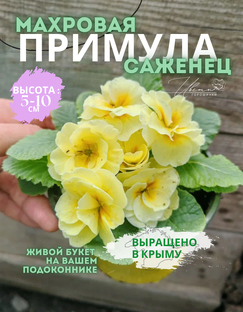О Цветах Уход 