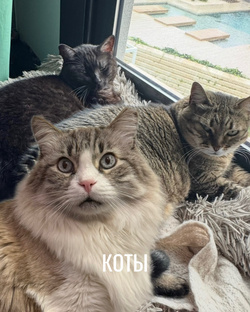 Коты и 🐶