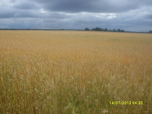 Исторический горизонт: прошлое в настоящем