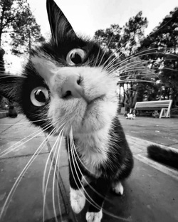 ИРОНИЧЕСКИЕ АФОРИЗМЫ